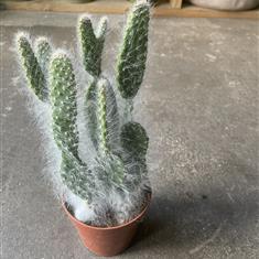 Medium Cactus