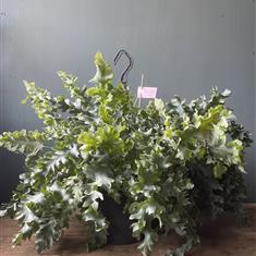 Phlebodium Davana 