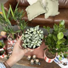 Nerve Plant