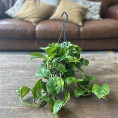 Devil&#39;s Ivy