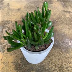 Crassula &#39;Gollum&#39;