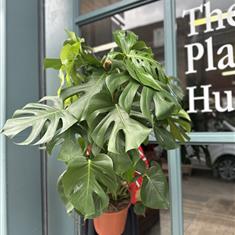 Monstera Deliciosa (Moss Pole)