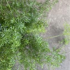 Asparagus Fern