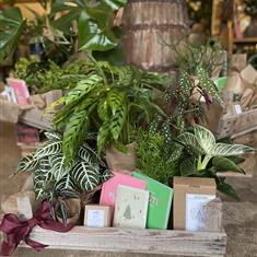 Botanist Hamper