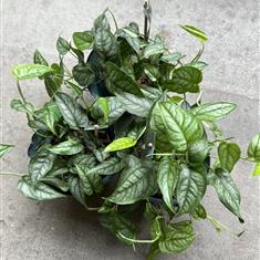 Monstera Siltepecana 