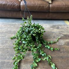 Lipstick Plant