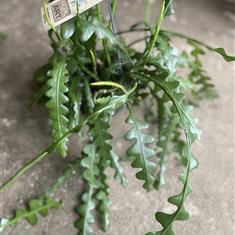 Fishbone Cactus