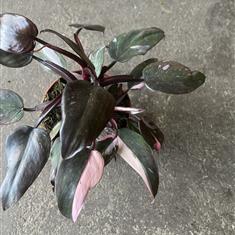 Philodendron Pink Princess