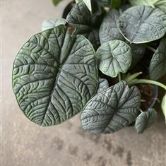 Alocasia Melo