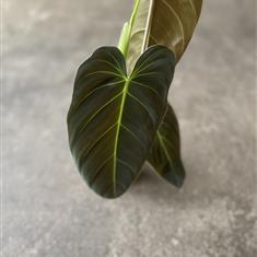 Philodendron Melanochrysum 