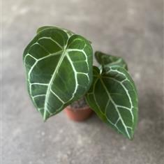 Anthurium Chrystallinum