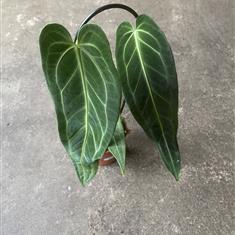 Anthurium Warocquanum