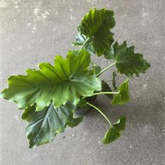 Philodendron Shangri-La