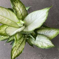 Dumb Cane Plant