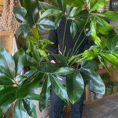 Philodendron Green Wonder