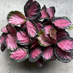 Calathea Roseopicta