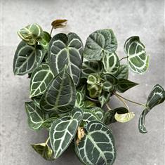 &#39;Crystal&#39; Anthurium Crystallinum 