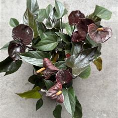 Anthurium &#39;black love&#39; 
