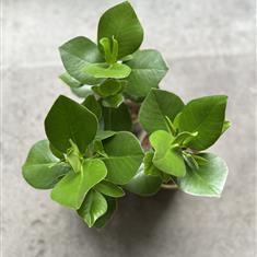Miniature Clusia Princess