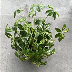 Mini umbrella plant