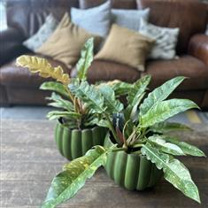 Philodendron Ring of Fire 