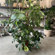 Philodendron Pedatum