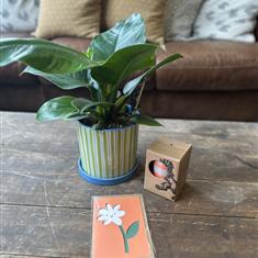 Colourful Plant Gift Set