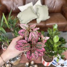 Polka Dot Plant 