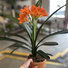 Clivia