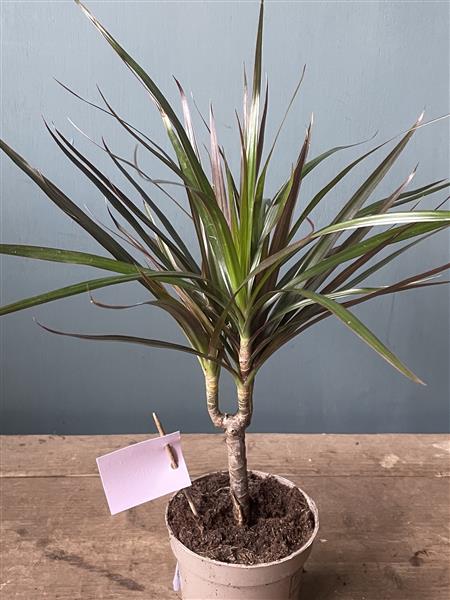 Mini Dracaena