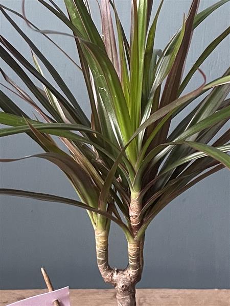 Dracaena 'Golden Coast' The Plant Hut Bury St Edmunds Florist